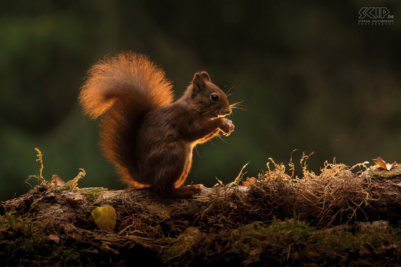 Eekhoorn Eekhoorns houden geen winterslaap maar zijn op koude dagen weinig actief en daarom begraven ze in de herfst een hele voorraad voedsel (noten, zaden, kastanjes, …). Verder eten ze ook paddenstoelen, bessen en insecten. Stefan Cruysberghs